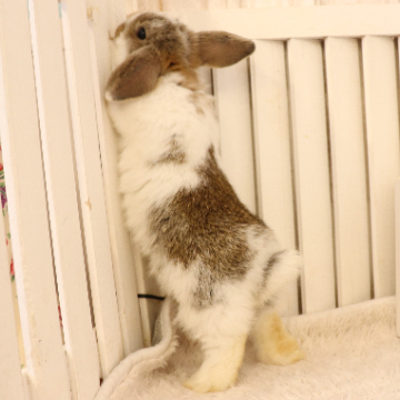 animal_image