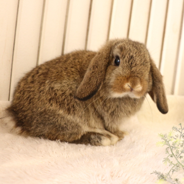 animal_image