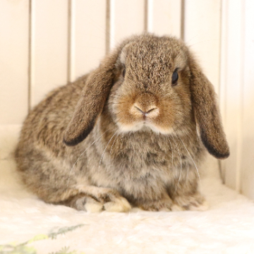 animal_image