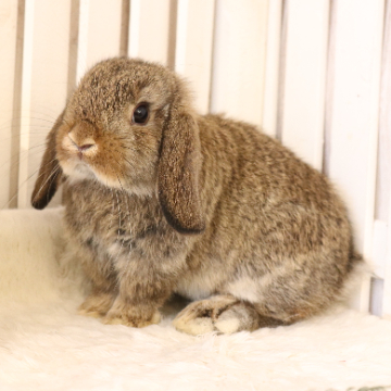 animal_image