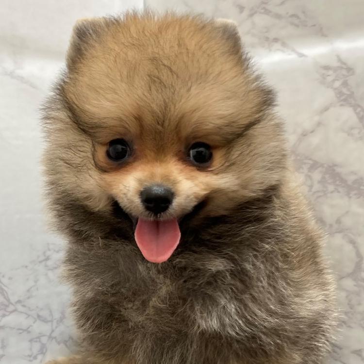 animal_image