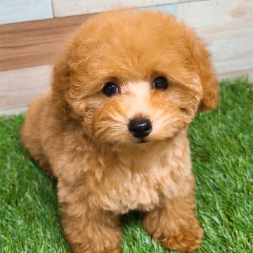 animal_image