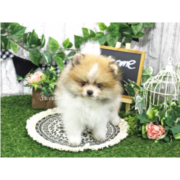 animal_image