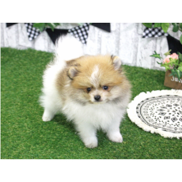 animal_image