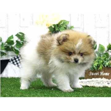 animal_image
