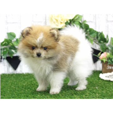 animal_image