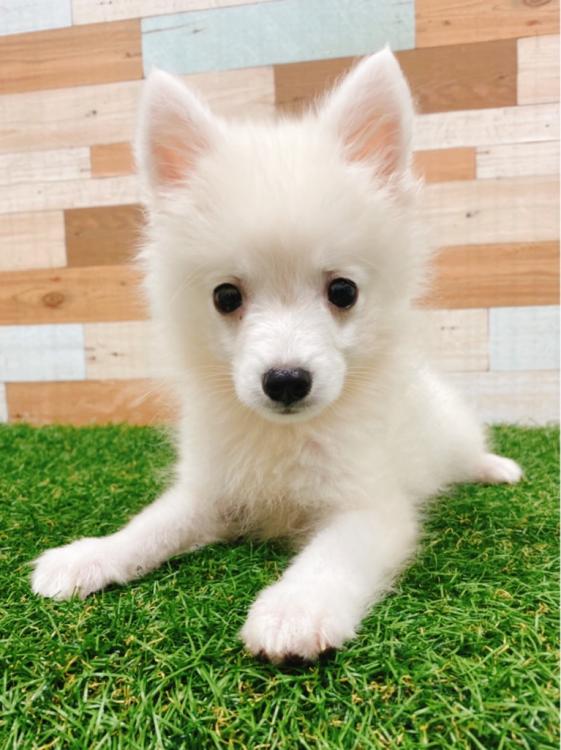 animal_image