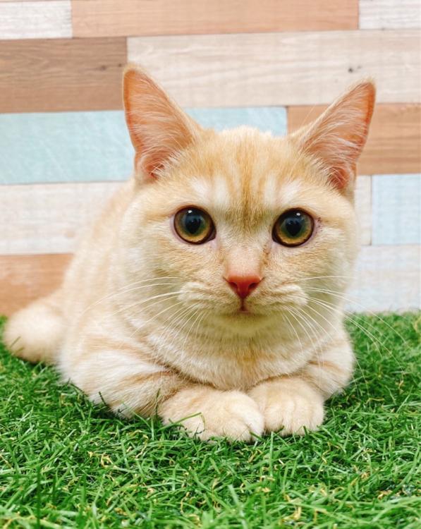 animal_image