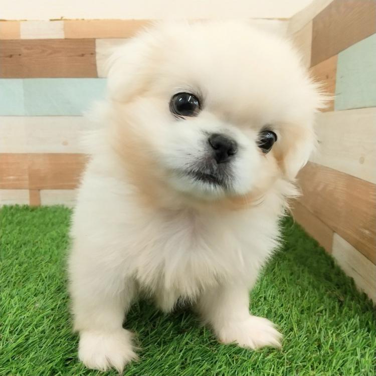 animal_image