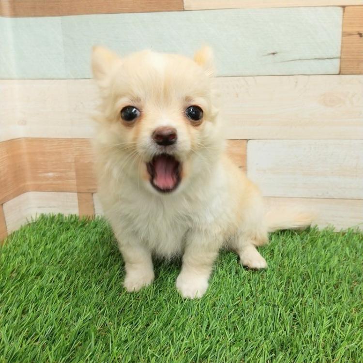 animal_image