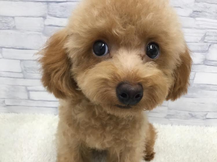 animal_image