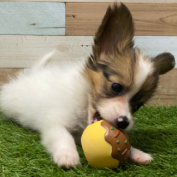 animal_image