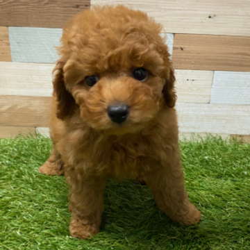 animal_image