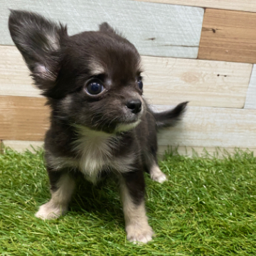 animal_image