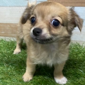animal_image