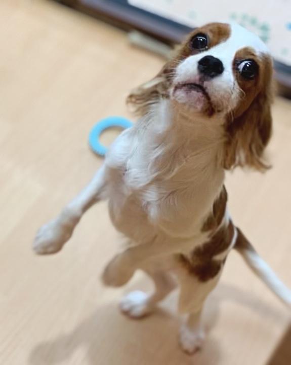 animal_image