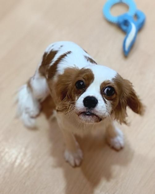 animal_image