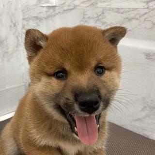 animal_image
