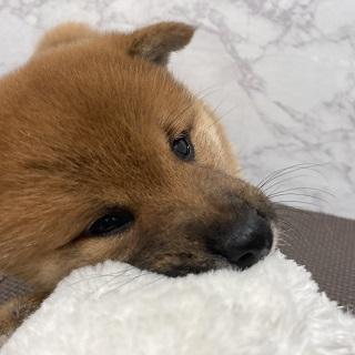 animal_image