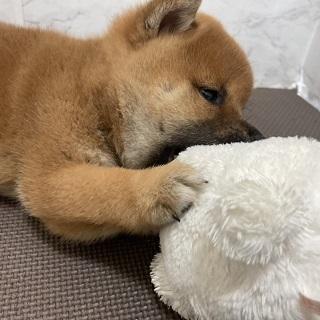 animal_image