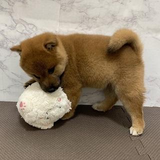 animal_image