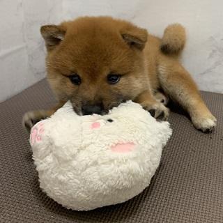 animal_image