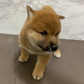 animal_image