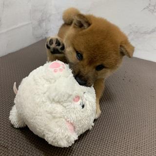 animal_image