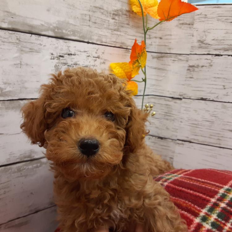 ペットプラザ ドイト戸田店のトイ プードルの詳細 ハローべいびぃ