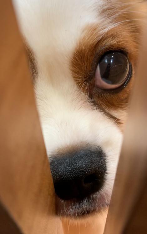 animal_image