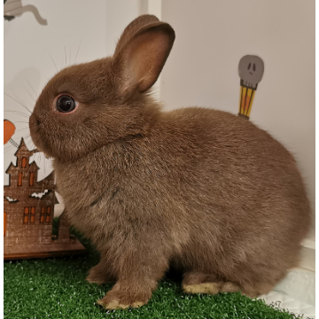 animal_image
