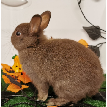 animal_image