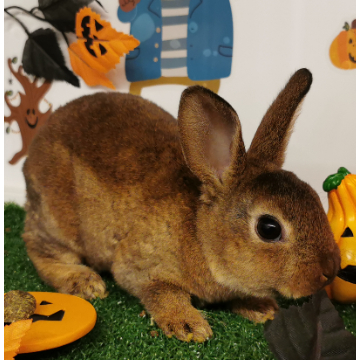 animal_image