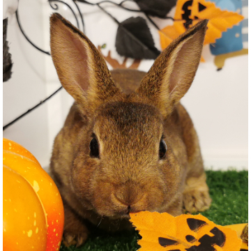 animal_image