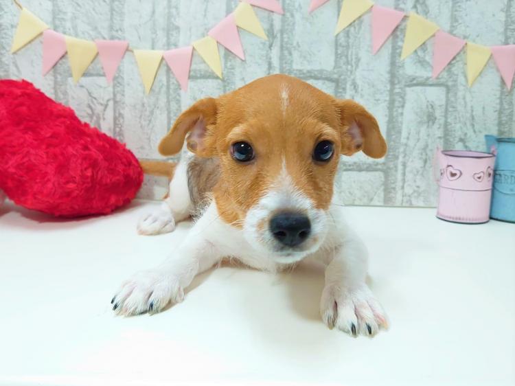 animal_image