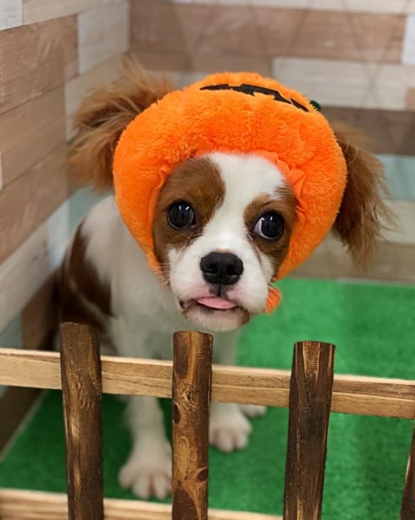 animal_image
