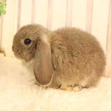 animal_image