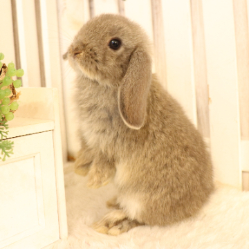 animal_image