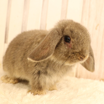 animal_image