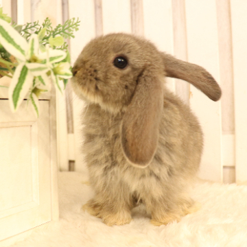 animal_image