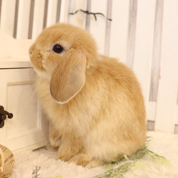animal_image