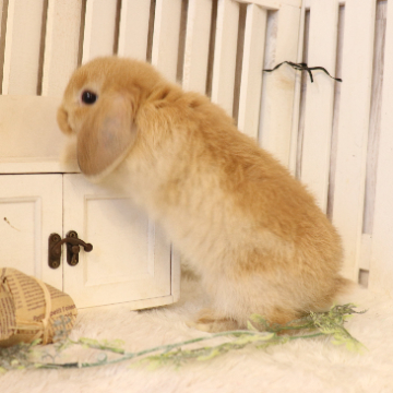 animal_image