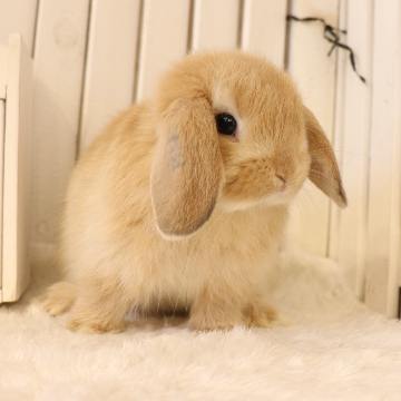 animal_image