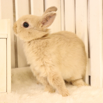 animal_image