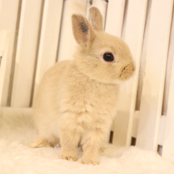 animal_image