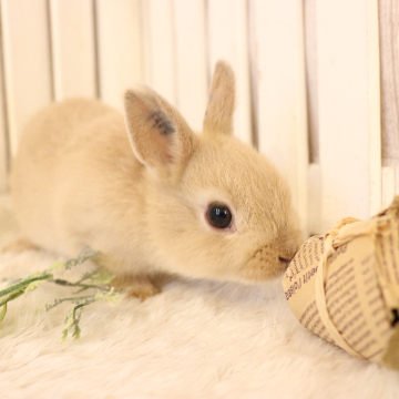 animal_image