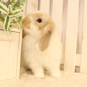animal_image