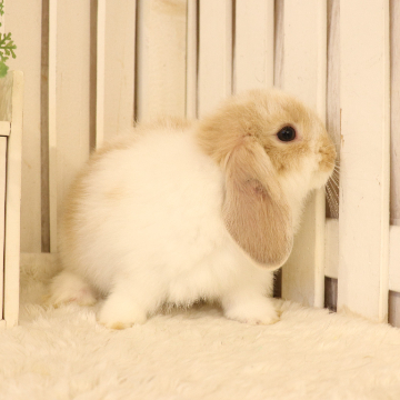 animal_image