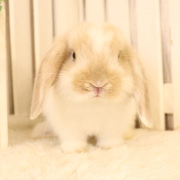 animal_image