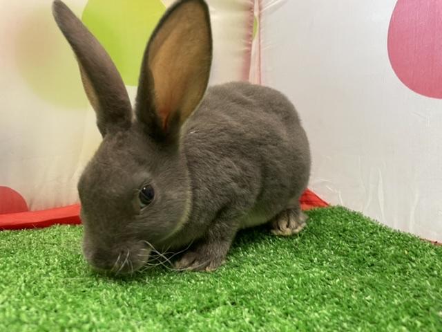 animal_image